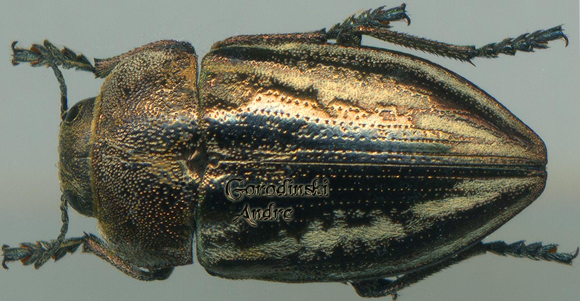 http://www.gorodinski.ru/buprestidae/Cyphosoma tataricum.jpg